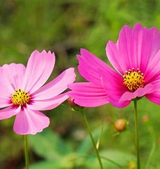 11 red roses bouquet with eucalyptus leaves